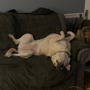 Meet your Posher, Harry